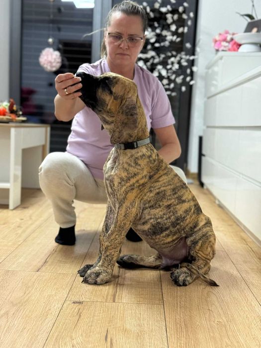 Dog niemiecki szczenię