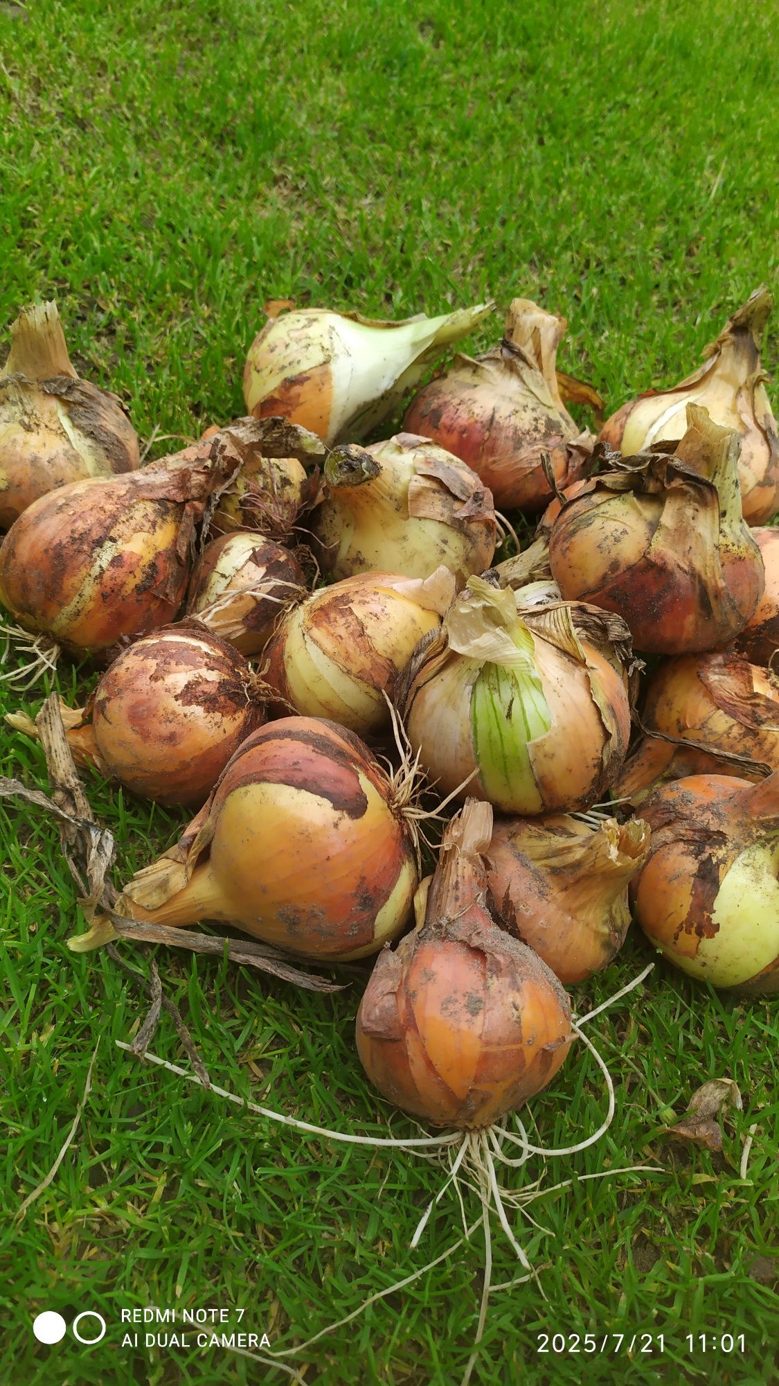 Cebula ekologiczna
