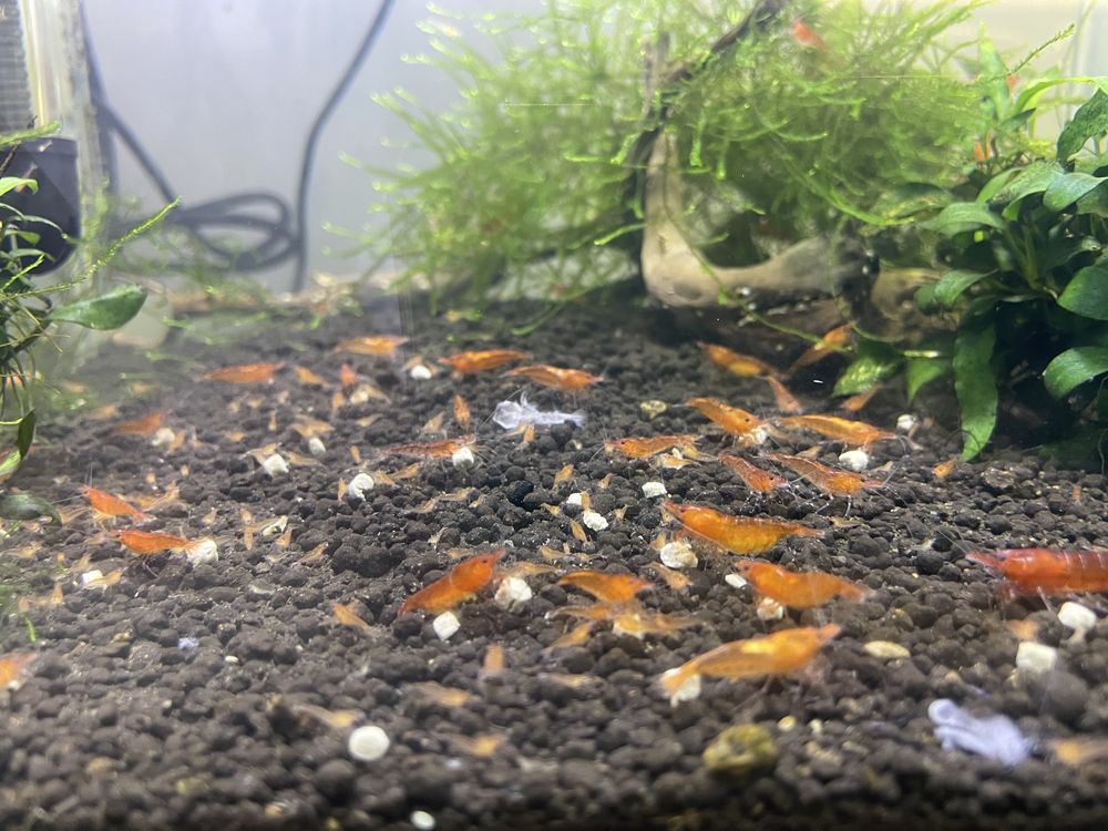 Camarões aquário Neocaridina Red Cherry
