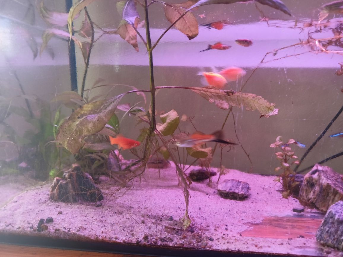 Akwarium 70 litrów z rybkami