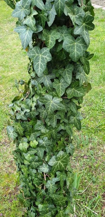 Bluszcz zimozielony -20 szt sadzonki -wysył