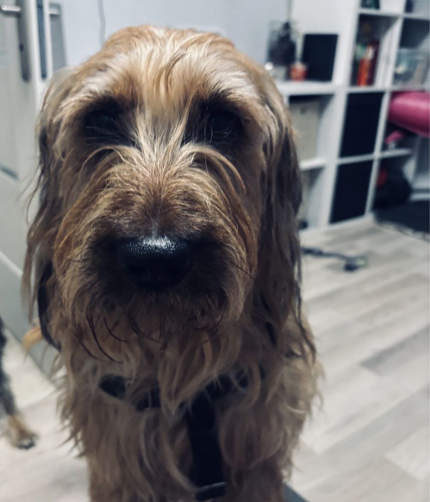 Oddam za darmo pieska