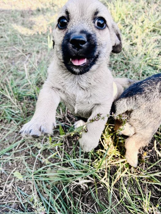 Срочно отдам трёх щенков девочек