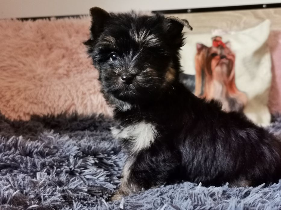 Śliczny przebojowy piesek Yorkshire Terrier ciemne umaszczenie