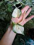 Epipremnum happy leaf manjula cięty 2-3liscie