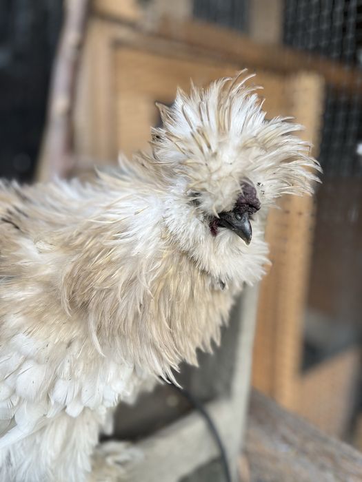 Silka Lokowana kogut