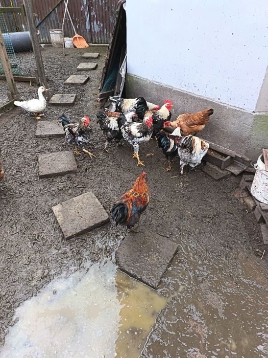 Sprzedam młode koguty