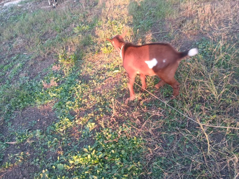 Cabrito anão macho