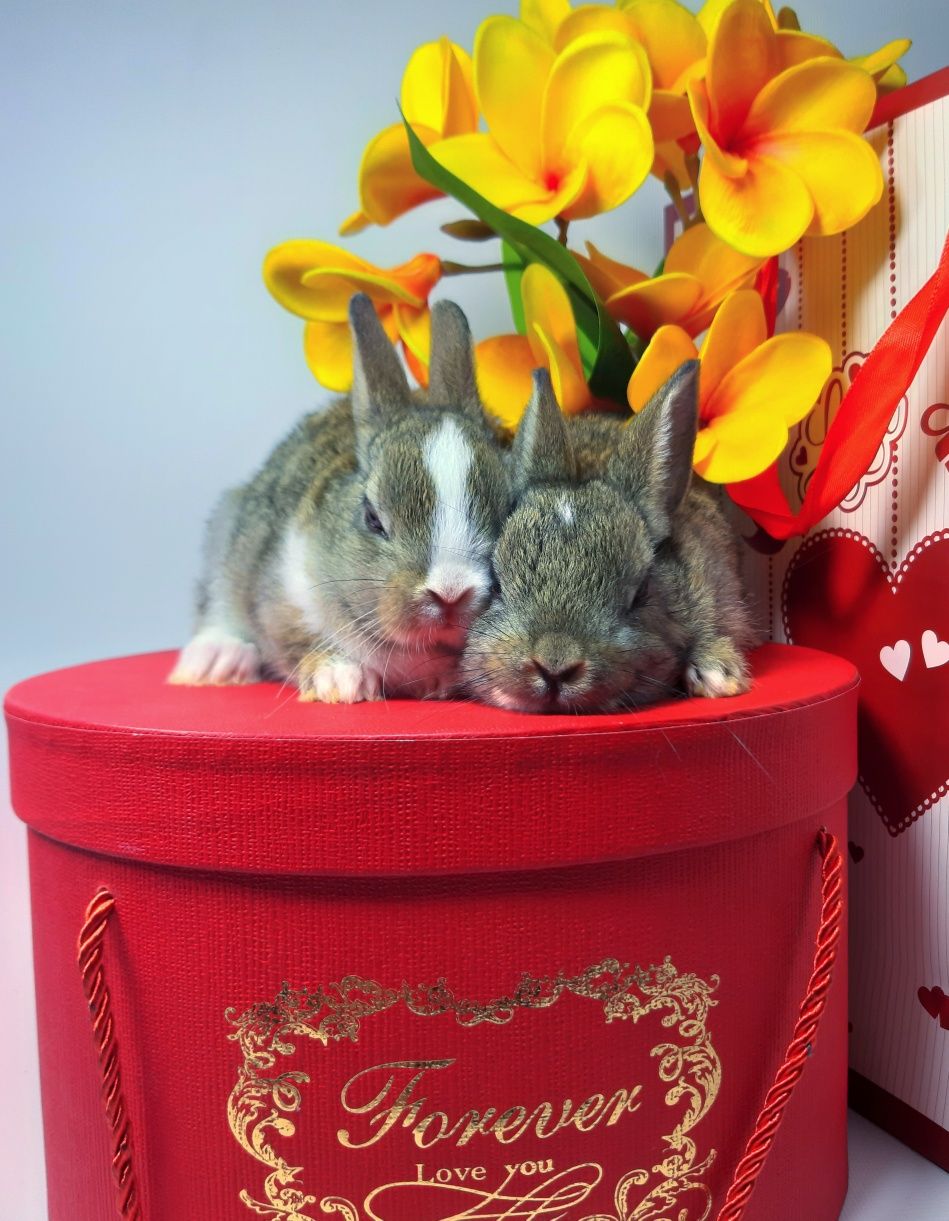 Карликовые мини кролики,крольчата міні,декоративный