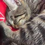 Kotki do adopcji