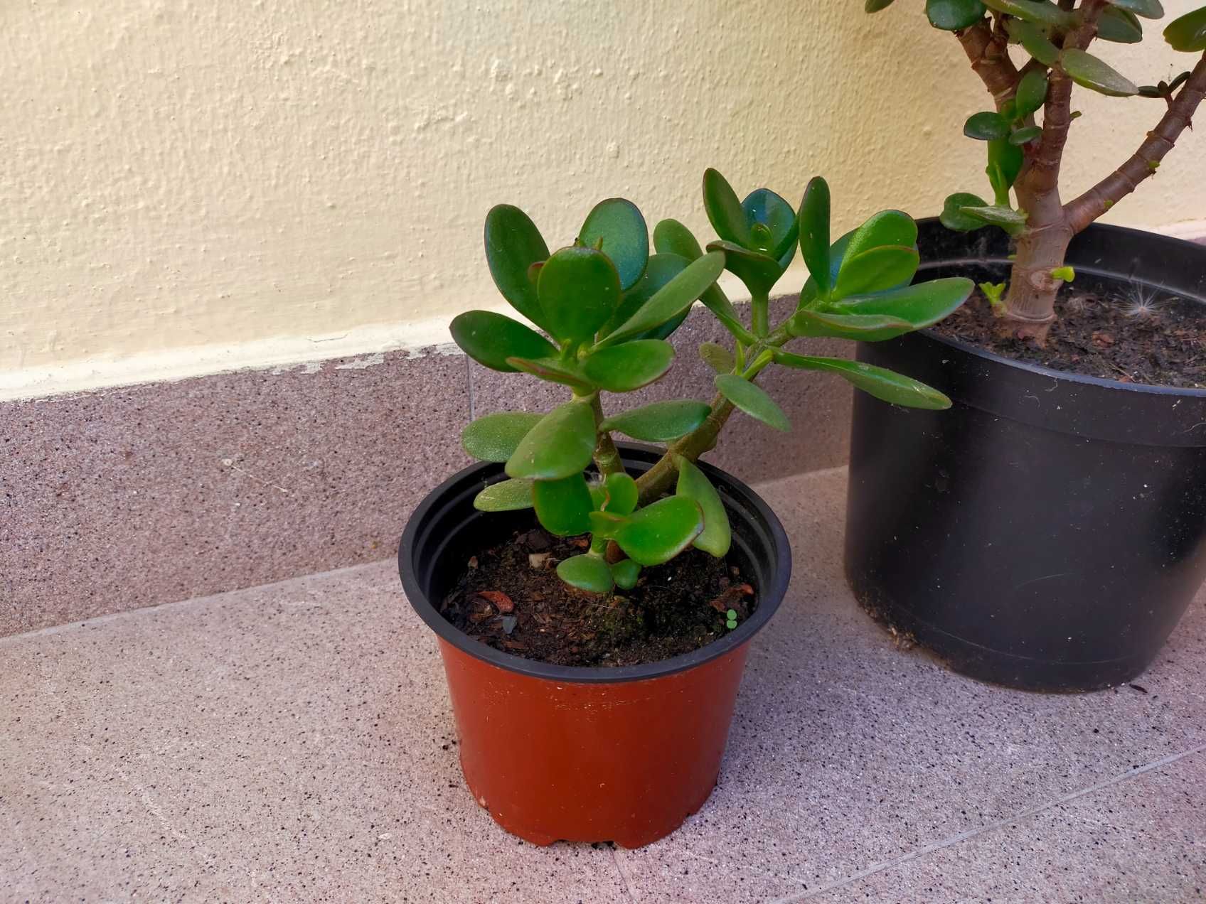 Plantas Suculentas para Plantar - Jade (Crassula Ovata)