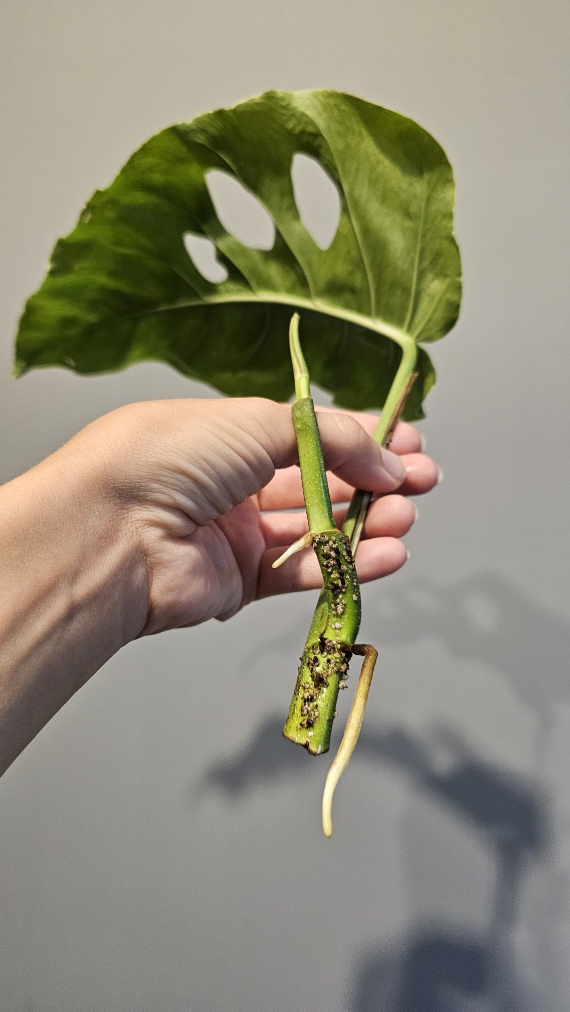 Monstera dubia - sadzonka szczytowa