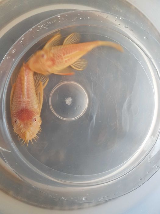 Glonojady młoda para chowana na kranówce