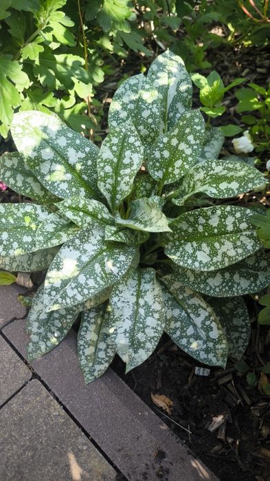 Менунка медуниця гейхера гейхери