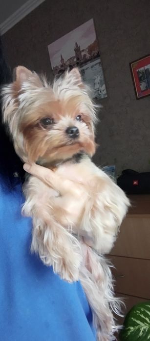 В'язка міні йорк