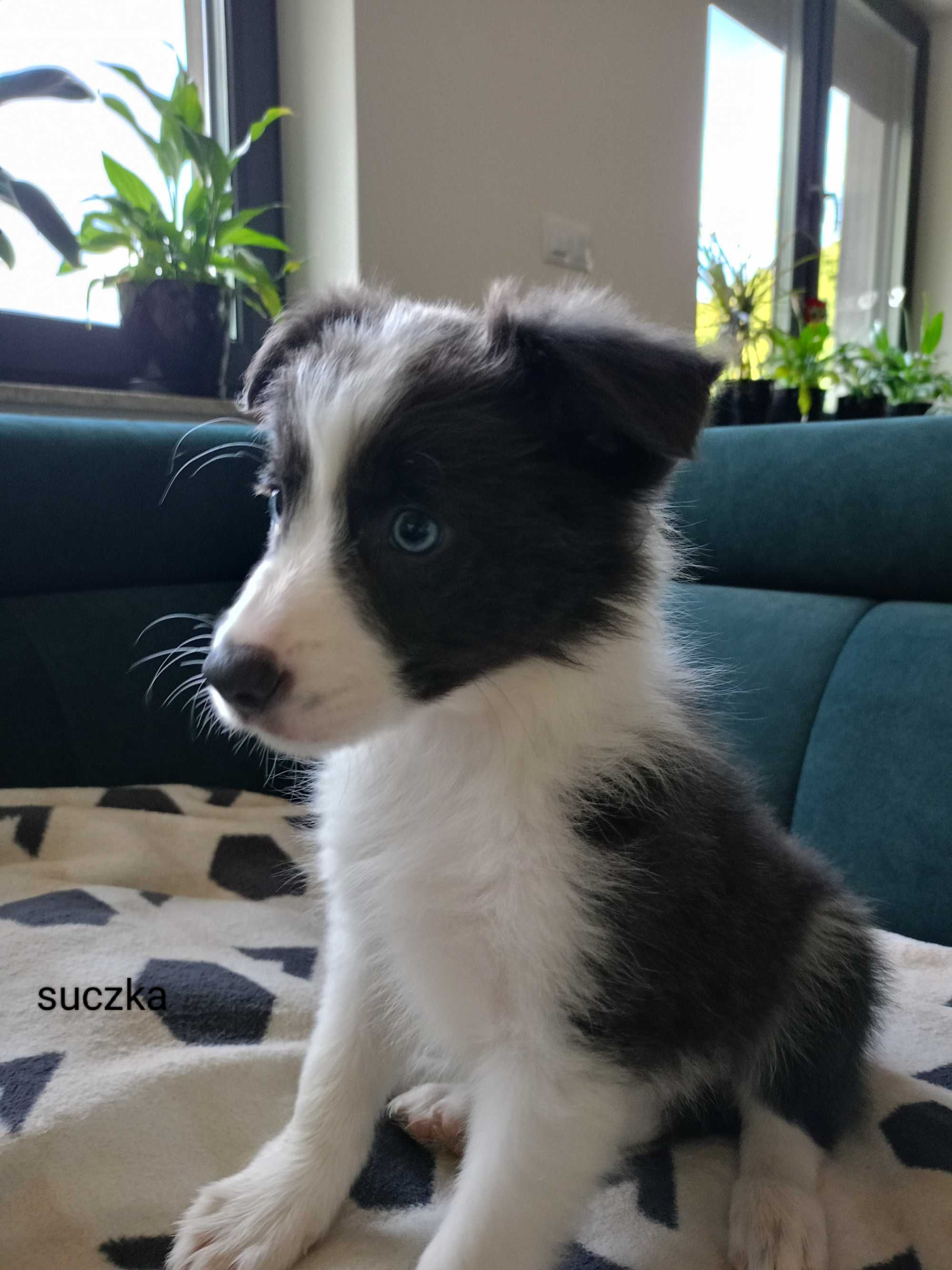 Border Collie suczka niebiesko-biała