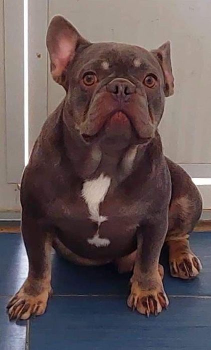 Buldogue francês macho pais ha vista