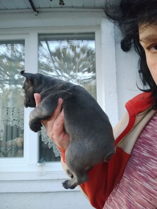 Дівчинка голуба булочка