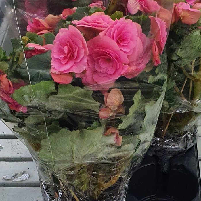 бегония пальма трахикарпус