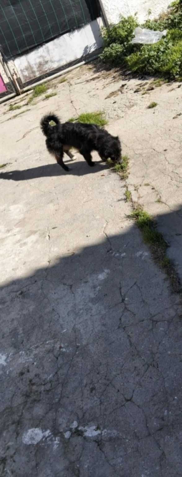 Cão com 1 ano para dar
