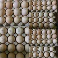 Инкубационное яйцо  бройлеров арбор, Кобб 500