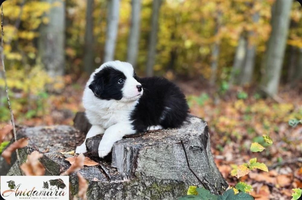 Border Collie szczeniak szczenię zkwp fci