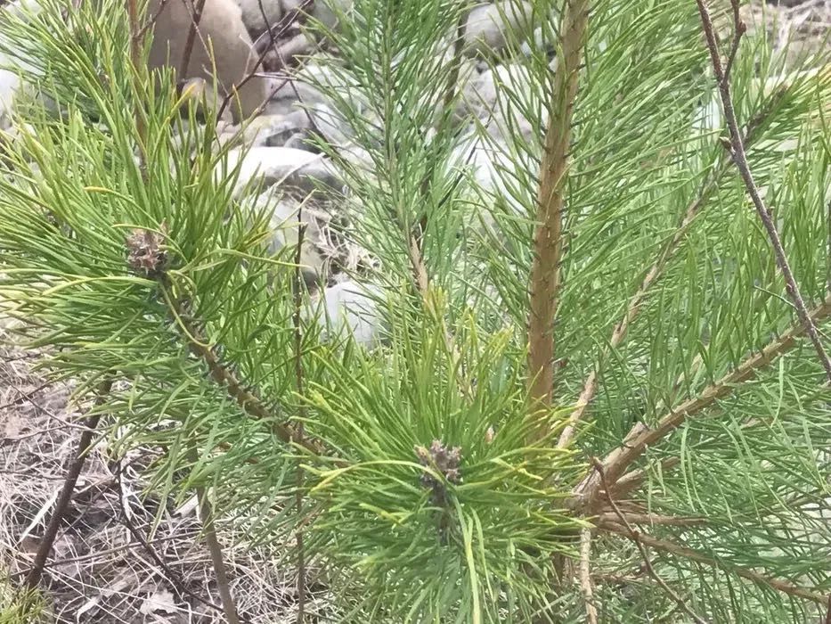Вічнозелене і хвойне дерево
