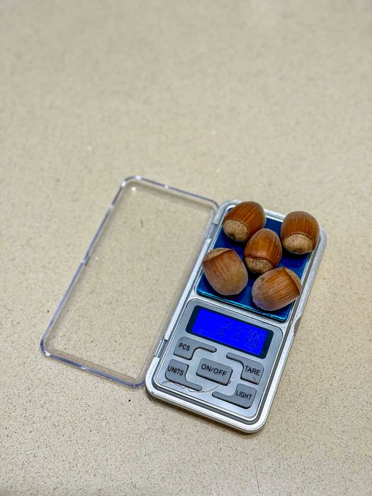 Продам дворічні саджанці фундука Істрійський довгий (Istarski dugi)