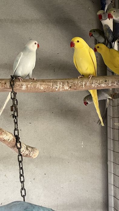 Lutinos / Amarelos machos  2025