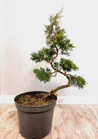 Sprzedam drzewka formowane na wzor Bonsai: Sosna Jodła Jałowiec
