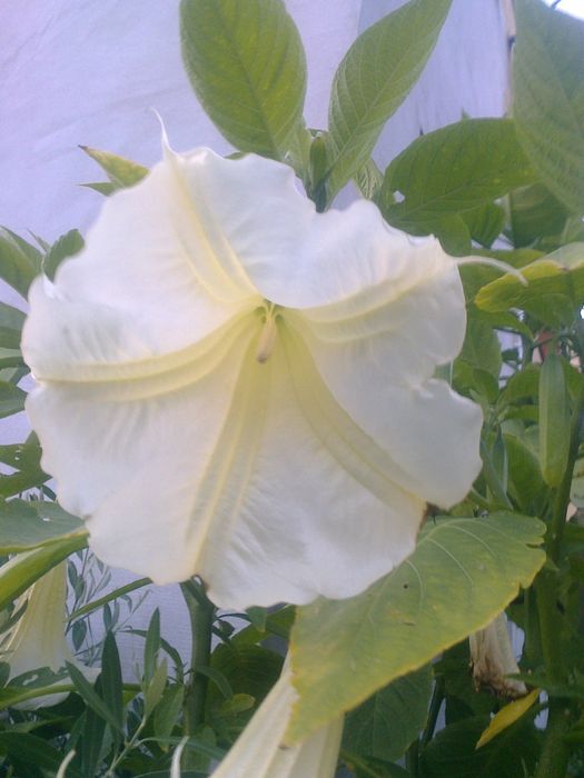 Datura biała, bieluń ,burgmansja, duże okazy