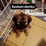 Suczka szuka domku