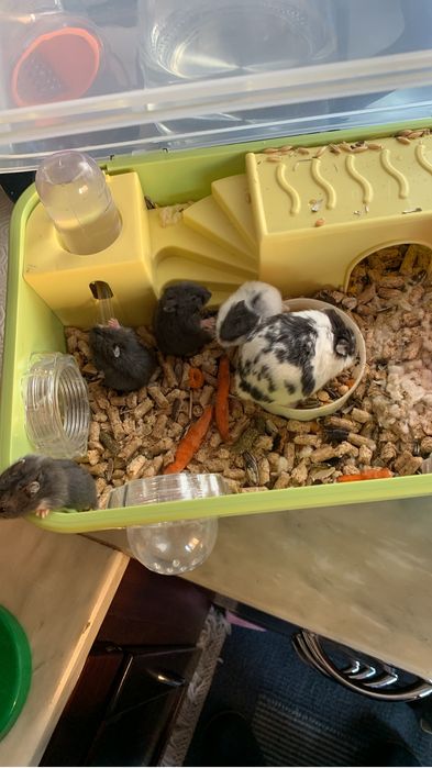 Hamster novinhos