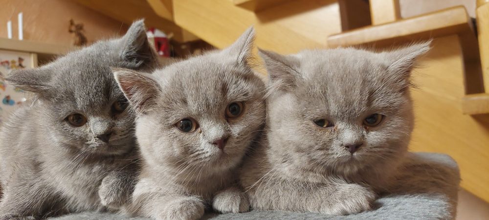 Kotek Brytyjski Niebieski I Liliowy