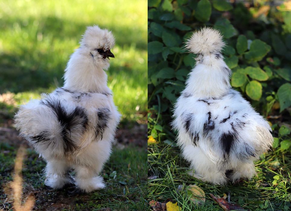 Silka jedwabista USA / kogut (kura ozdobna), silki jedwabiste paint