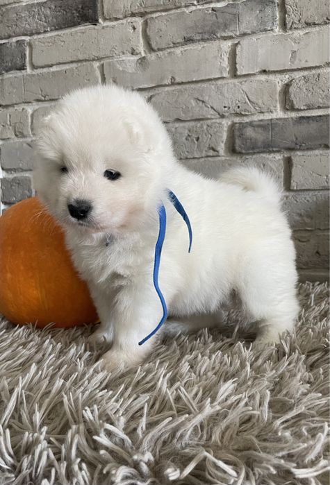 Piesek samoyed, szczenię, Związek Kynologiczny w Polsce