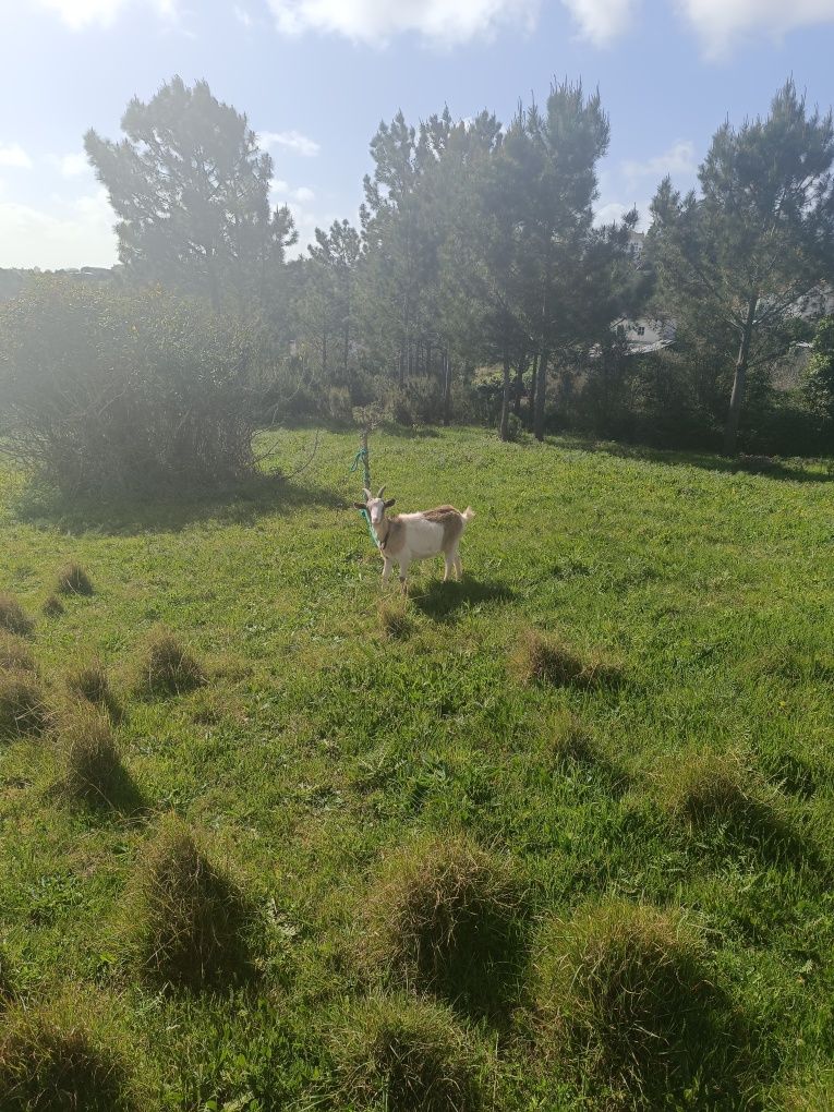 Casal de cabras selvagem