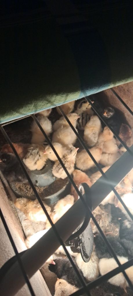 Продам цыплят несушек