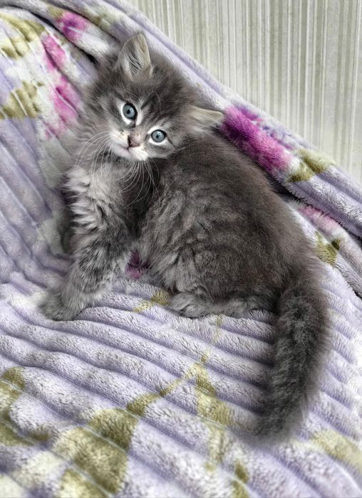 Кошеня хлопчик мейн-кун