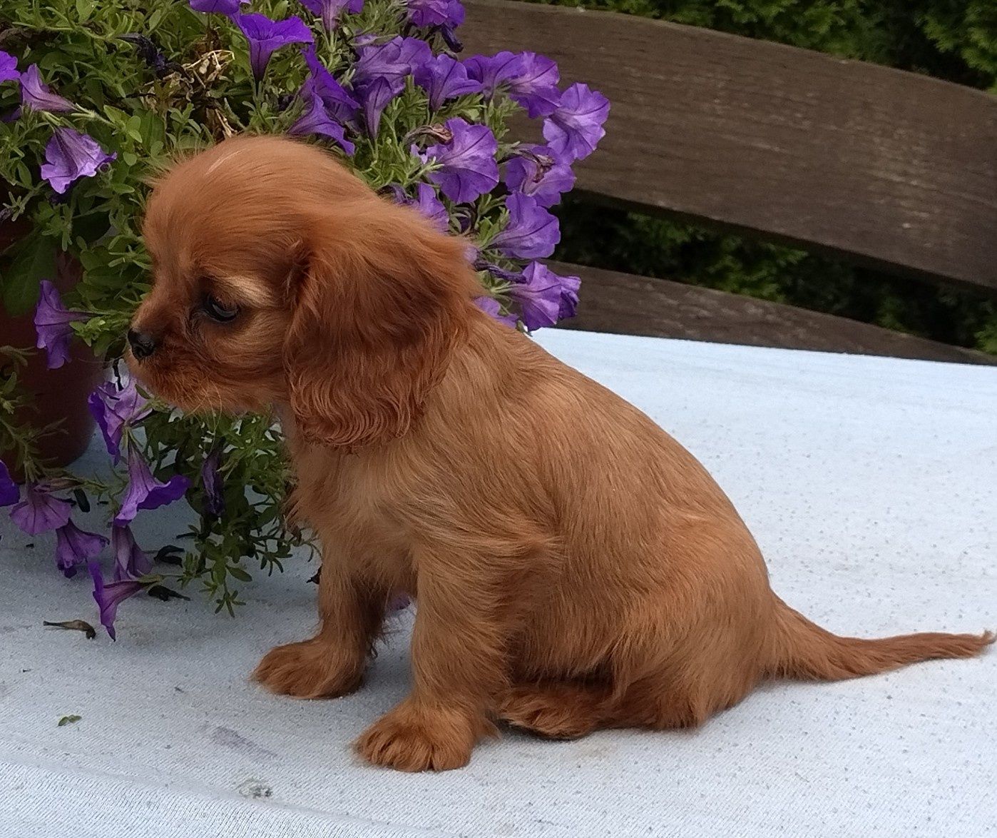 Cavalier King Charles Spaniel suczka ruby