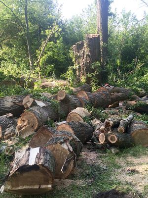 Prace ogrodnicze, wycinka drzew - Gorzów +70km