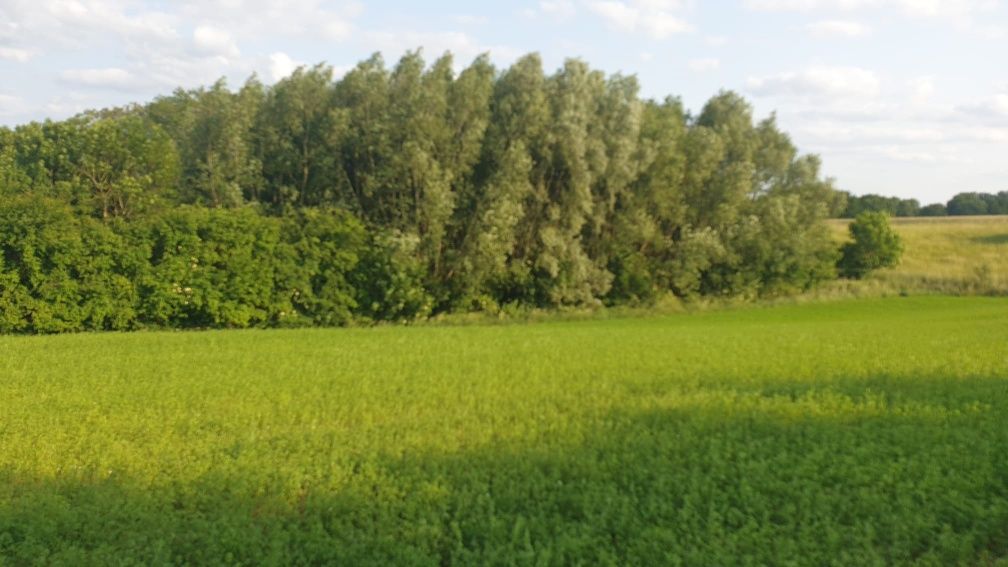 Kozielec, ziemia, działki
