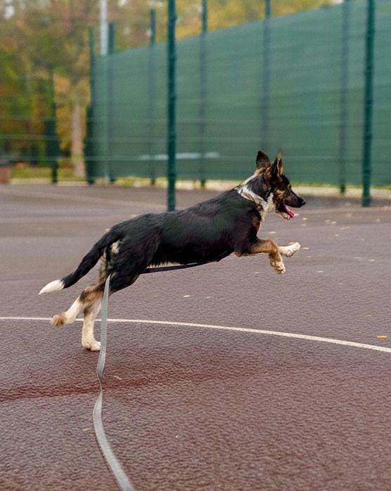Сьюзі, мікс хаскі та вівчарки, 6 міс.