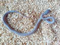 Wąż zbożowy (Pantherorophis guttata) odmiany