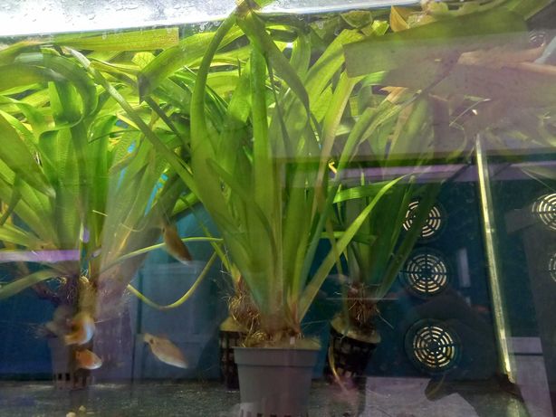 Planta de aquário em vaso XXL - Vallisneria gigantea 3 pés