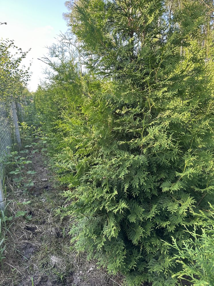 Thuja Brabant Tuja 2-3m Transport Sadzenie