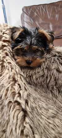 Yorkshire terrier,  york idealny piesek