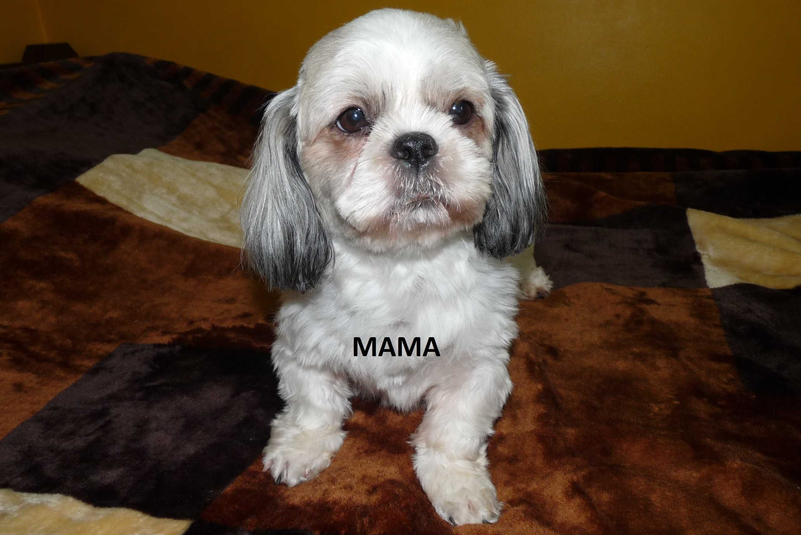 Shih Tzu, suczka Wiki do odbioru od 15 sierpnia.