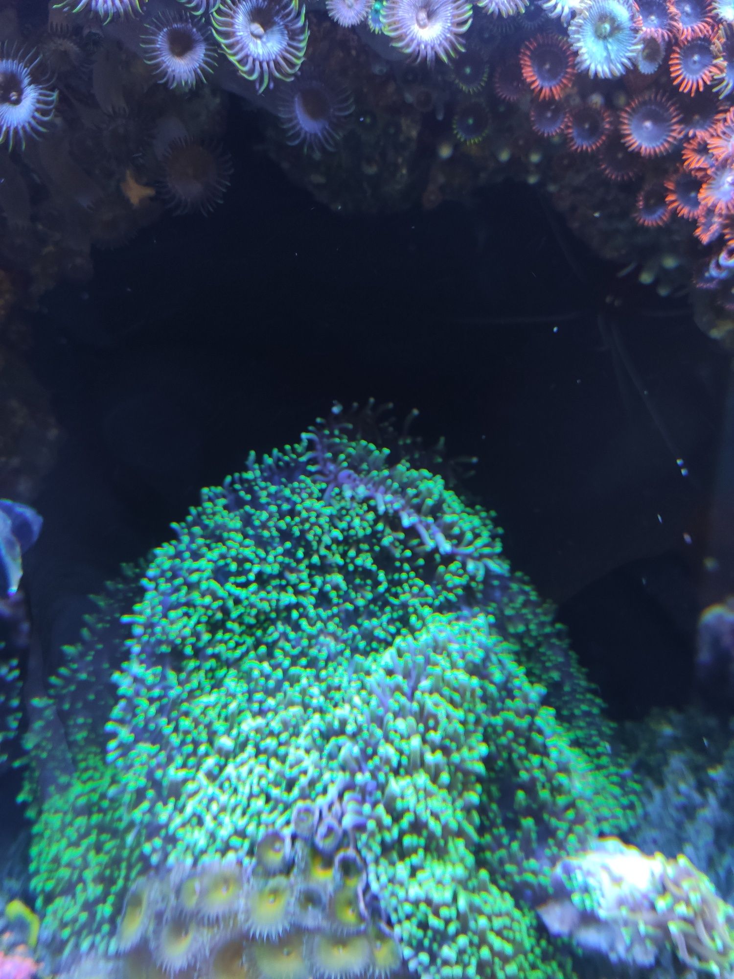 Rhodactisy - olbrzymy, średnie, małe akwarium morskie