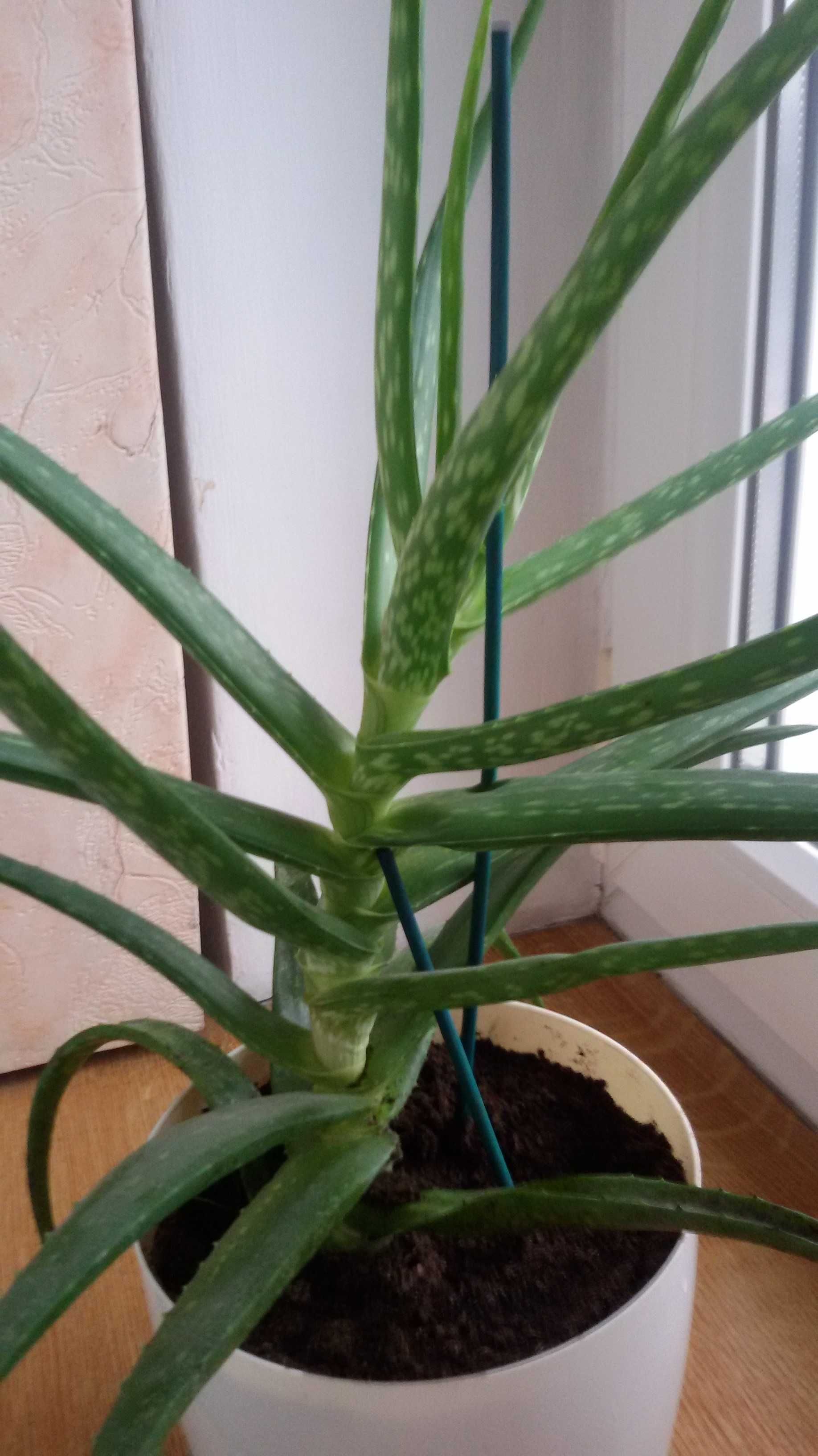 Aloes roślina doniczkowa, aloes leczniczy 40 cm.
